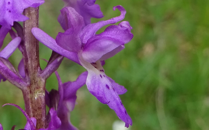 Orchis mascula subsp. speciosa